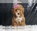 Puppy Celie AKC Schnoodle (Miniature)
