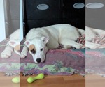 Small American Pit Bull Terrier Mix