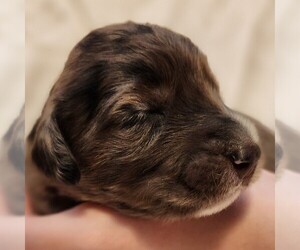 F2 Aussiedoodle Puppy for sale in COLUMBIA, TN, USA