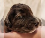 Image preview for Ad Listing. Nickname: Daisy