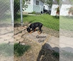 Small Photo #3 Rottweiler Puppy For Sale in DANVILLE, IL, USA