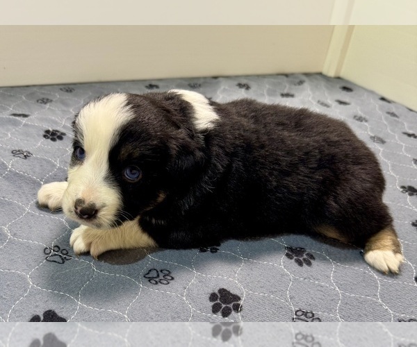 Medium Photo #8 Miniature Australian Shepherd Puppy For Sale in SALISBURY, NC, USA