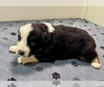 Small Photo #54 Miniature Australian Shepherd Puppy For Sale in SALISBURY, NC, USA