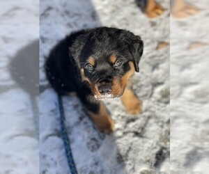 Rottweiler Puppy for sale in DRAPER, VA, USA