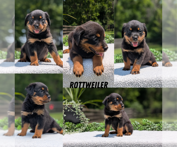 Medium Photo #10 Rottweiler Puppy For Sale in GOSHEN, IN, USA