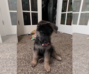 German Shepherd Dog Litter for sale in NAMPA, ID, USA