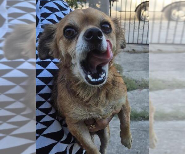 Medium Photo #1 Chihuahua-Unknown Mix Puppy For Sale in San Antonio, TX, USA