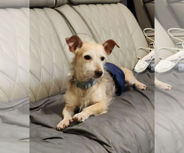 Medium Photo #2 Chihuahua-Unknown Mix Puppy For Sale in Princeton, MN, USA