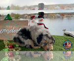 Small Photo #11 Miniature Australian Shepherd Puppy For Sale in GRANBURY, TX, USA