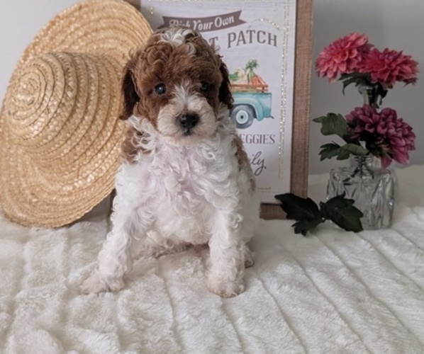 Medium Photo #23 Poodle (Miniature) Puppy For Sale in GOSHEN, IN, USA