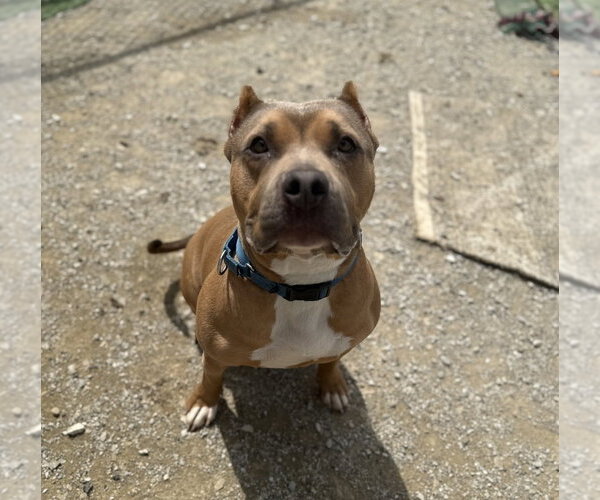 Medium Photo #2 American Pit Bull Terrier Puppy For Sale in Evansville, IN, USA