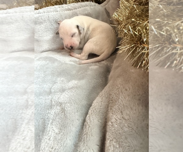 Medium Photo #4 Dalmatian Puppy For Sale in GREENSBORO, NC, USA