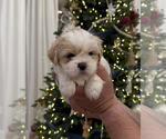 Puppy Beluga Shih Tzu