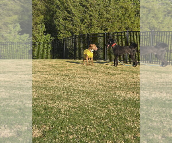 Medium Photo #3 Great Dane-Poodle (Standard) Mix Puppy For Sale in Mooresville, NC, USA