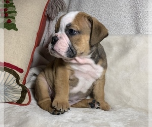 English Bulldog Puppy for sale in JOHNS ISLAND, SC, USA