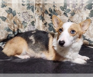 Mother of the Pembroke Welsh Corgi puppies born on 11/21/2022
