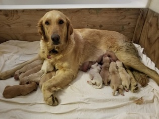 Mother of the Golden Retriever puppies born on 03/29/2018