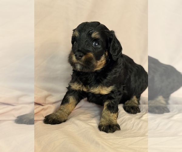 Medium Photo #10 Bernedoodle (Miniature) Puppy For Sale in LONGMONT, CO, USA