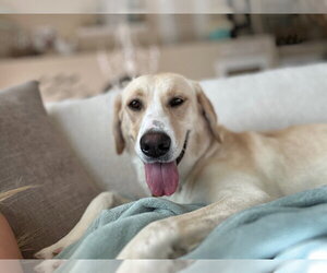 Tula - Female Labrador Retriever-Unknown Mix Dog for Adoption - Photo #8