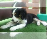 Small Photo #77 Australian Shepherd-Cavalier King Charles Spaniel Mix Puppy For Sale in HOWLAND, OH, USA