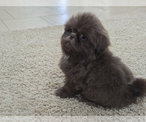 Medium Photo #8 Shih Tzu Puppy For Sale in CARLYLE, IL, USA