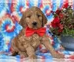 Small Photo #1 Goldendoodle Puppy For Sale in LANCASTER, PA, USA