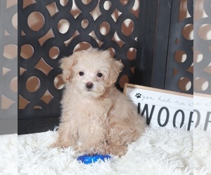 Maltipoo (Miniature) Puppy for sale in MOUNT VERNON, OH, USA