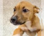 Small #1 Labrador Retriever Mix