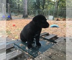 Small Photo #3 Shepradors Puppy For Sale in SHELTON, WA, USA