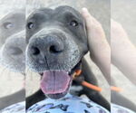 Small #1 American Pit Bull Terrier Mix