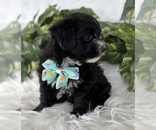 Medium Photo #14 Morkie Puppy For Sale in ROCK STREAM, NY, USA