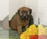 Small Photo #1 Soft Coated Wheaten Terrier Puppy For Sale in MARIETTA, GA, USA