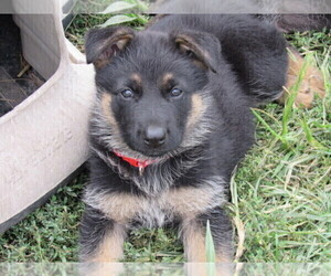 German Shepherd Dog Puppy for sale in COLUMBUS, NE, USA