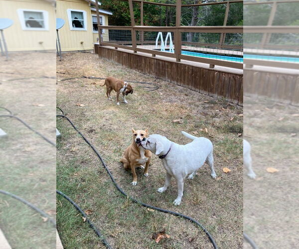 Medium Photo #4 Boxer Puppy For Sale in Austin, TX, USA