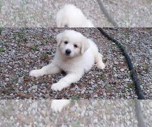 Great Pyrenees Puppy for sale in FOLSOM, LA, USA