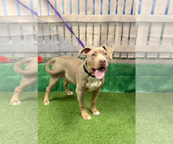 Medium Photo #3 Mutt Puppy For Sale in Euless, TX, USA