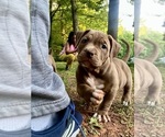 Puppy Pink American Bully
