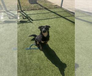 German Shepherd Dog-Unknown Mix Dogs for adoption in Pasadena, TX, USA