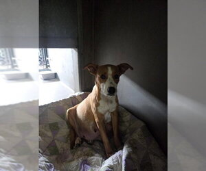 Mutt Dogs for adoption in San Bernardino, CA, USA