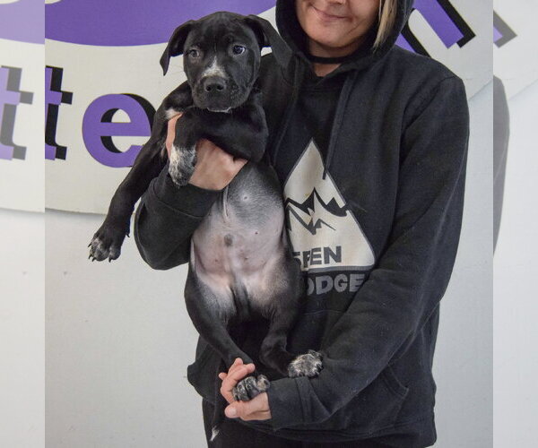 Medium Photo #5 American Staffordshire Terrier-Boxer Mix Puppy For Sale in Huntley, IL, USA