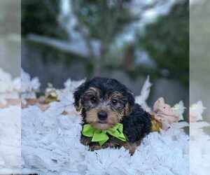 Yorkshire Terrier Puppy for sale in INDIANAPOLIS, IN, USA