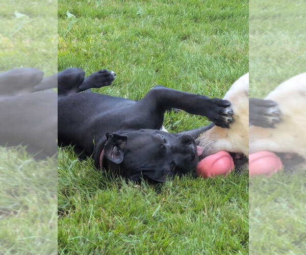 Medium Photo #3 Boxer-Unknown Mix Puppy For Sale in Bellingham, WA, USA