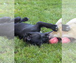 Small #2 Boxer Mix