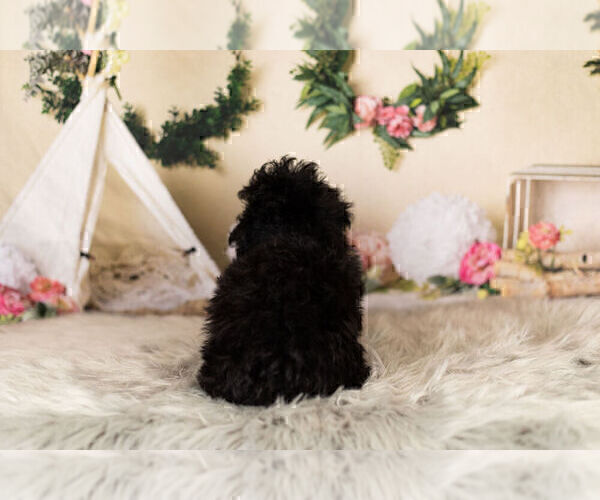 Medium Photo #13 Poodle (Toy) Puppy For Sale in WARSAW, IN, USA