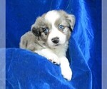 Small Photo #9 Miniature Australian Shepherd Puppy For Sale in HARTVILLE, MO, USA