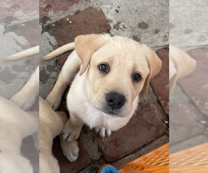 Labrador Retriever Puppy for sale in CARMICHAEL, CA, USA