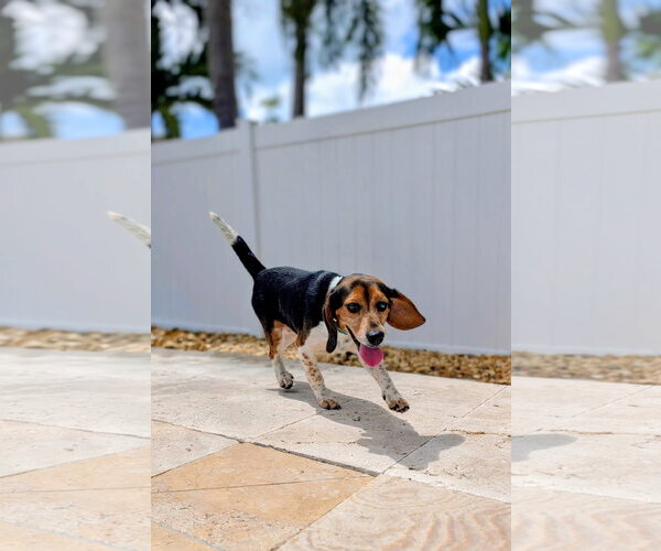 Medium Photo #1 Beagle Puppy For Sale in Tampa, FL, USA