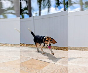 Beagle Dogs for adoption in Tampa, FL, USA
