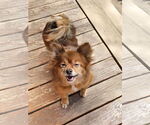 Small #2 Pom-A-Poo