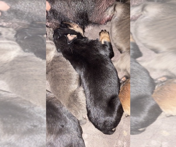 Medium Photo #1 Cane Corso Puppy For Sale in FORT WAYNE, IN, USA
